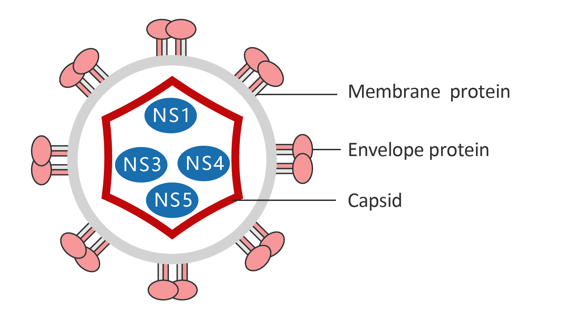 Dengue Virus antibodies and ELISA kits Company arigobio